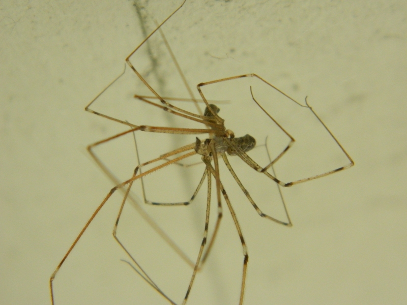 Accoppiamento Holochnemus pluchei - Viadana (MN)